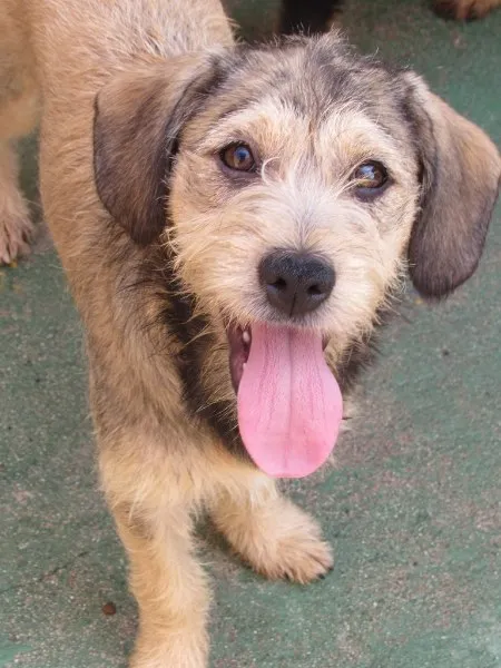 Cachorro ra a  idade 2 a 6 meses nome CAROL BEBEZINHA
