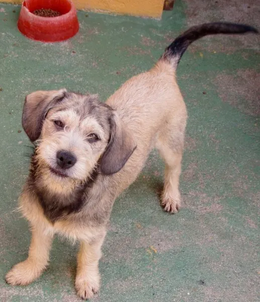 Cachorro ra a  idade 2 a 6 meses nome CAROL BEBEZINHA
