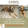 CAROL BEBEZINHA