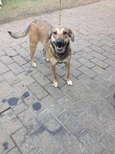 Cachorro ra a SRD idade 7 a 11 meses nome Soninha