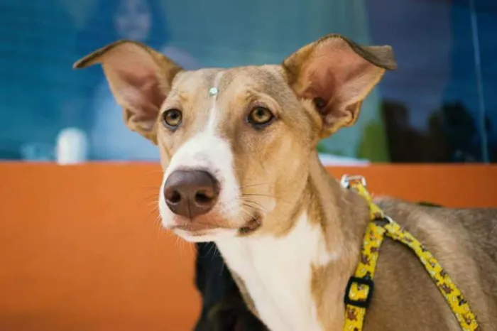 Cachorro ra a SRd idade 7 a 11 meses nome Valentina