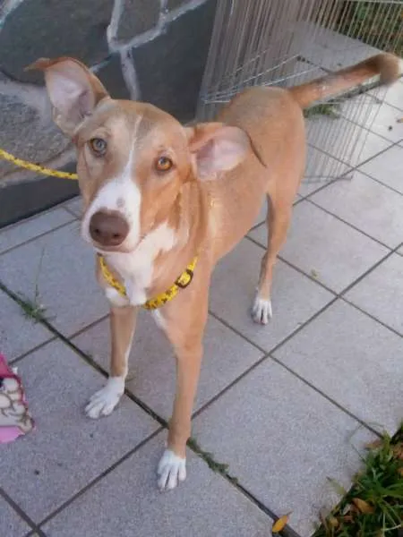 Cachorro ra a SRd idade 7 a 11 meses nome Valentina