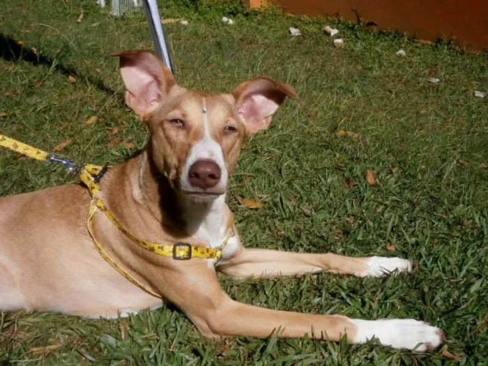 Cachorro ra a SRd idade 7 a 11 meses nome Valentina
