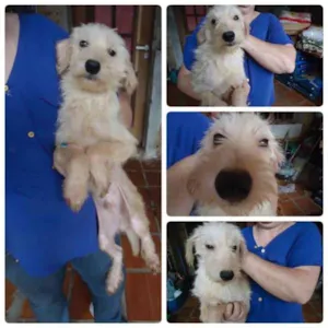 Cachorro raça SRD idade 7 a 11 meses nome Rudy !!!