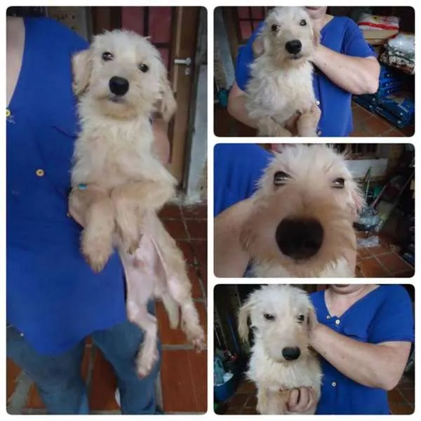 Cachorro ra a SRD idade 7 a 11 meses nome Rudy !!!
