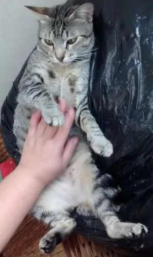 Gato raça SRD idade 2 anos nome Babi 