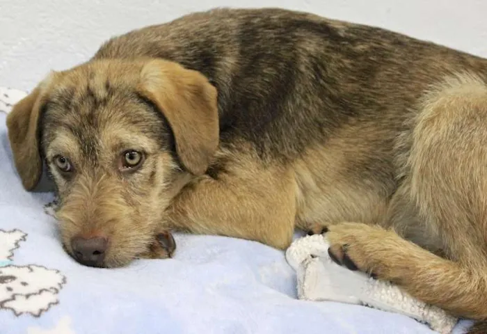 Cachorro ra a  idade 7 a 11 meses nome MEL BEBEZINHA