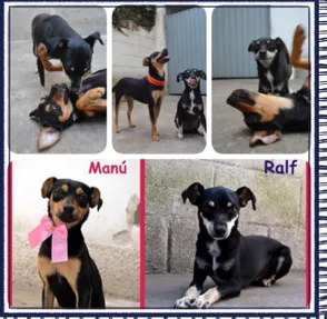 Cachorro ra a Pinscher idade 3 anos nome MANU & RALF - O mai