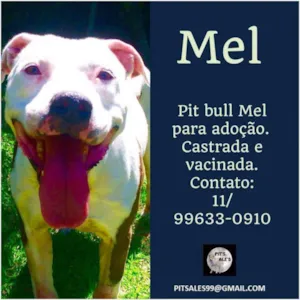 Cachorro raça Pit-Bull idade 2 anos nome MEL