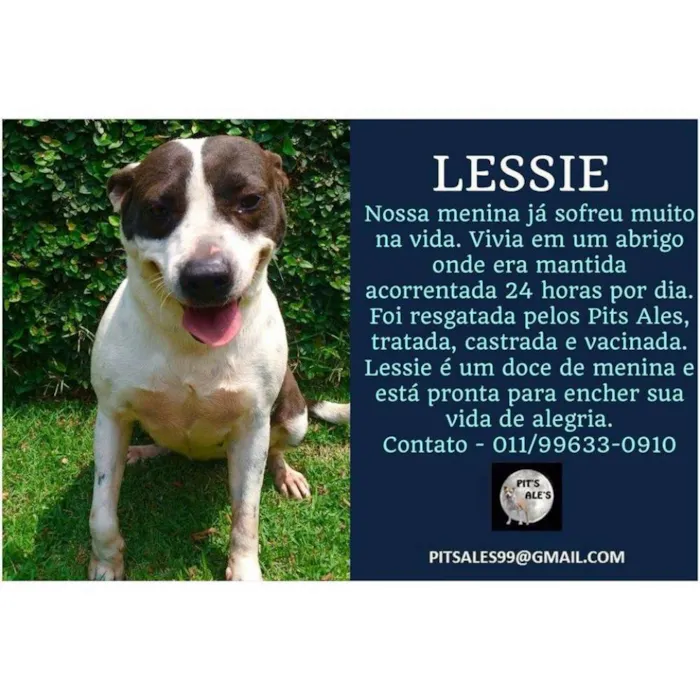 Cachorro ra a SRD idade 2 anos nome LASSIE