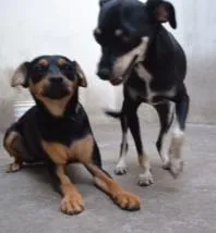 Cachorro ra a Pinscher idade 3 anos nome MANU & RALF - O mai