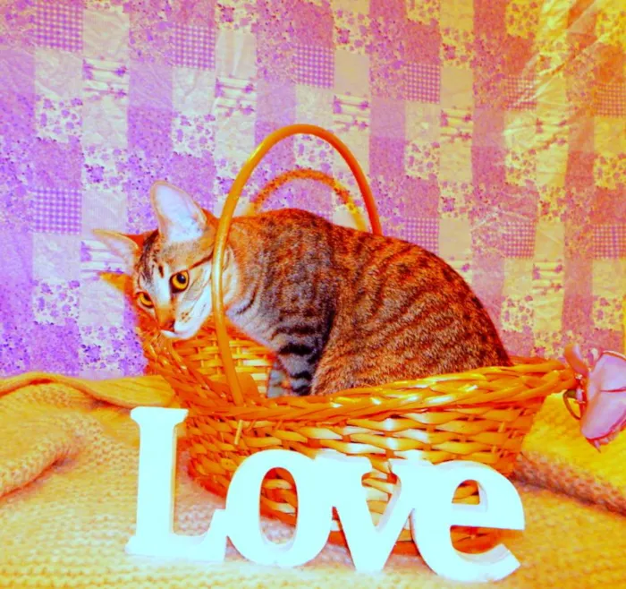 Gato ra a SRD idade 1 ano nome Pandora - castrada,