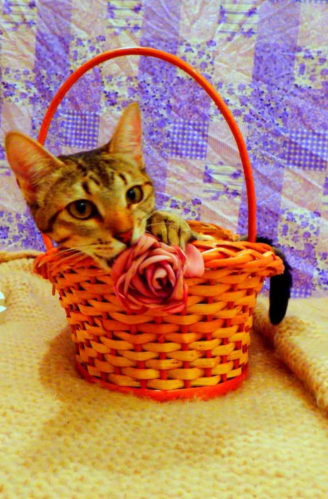Gato ra a SRD idade 1 ano nome Pandora - castrada,