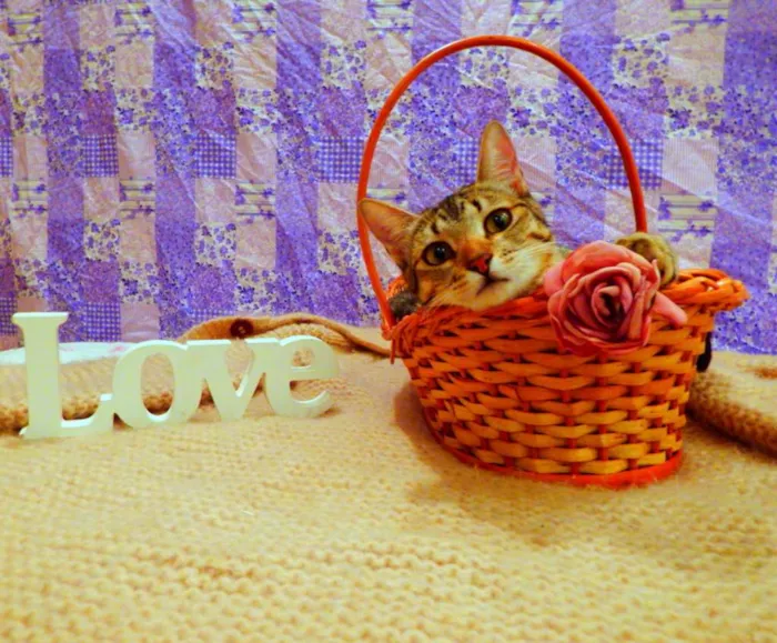 Gato ra a SRD idade 1 ano nome Pandora - castrada,