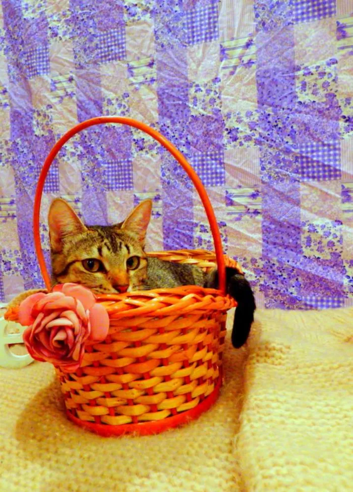 Gato ra a SRD idade 1 ano nome Pandora - castrada,