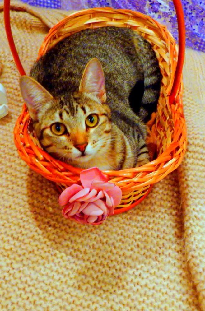 Gato ra a SRD idade 1 ano nome Pandora - castrada,