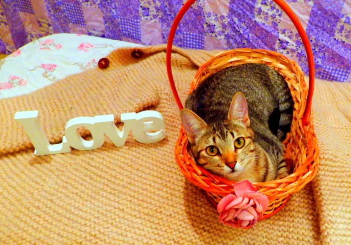 Gato ra a SRD idade 1 ano nome Pandora - castrada,