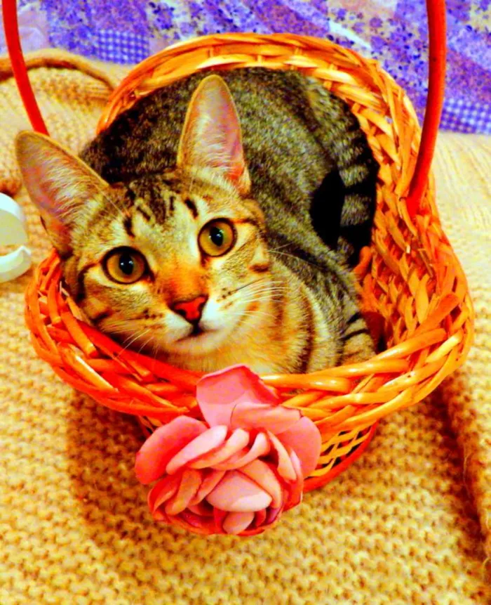 Gato ra a SRD idade 1 ano nome Pandora - castrada,