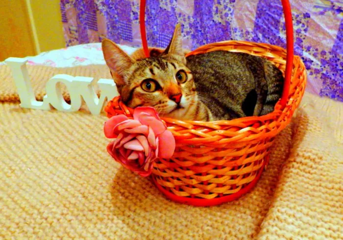 Gato ra a SRD idade 1 ano nome Pandora - castrada,