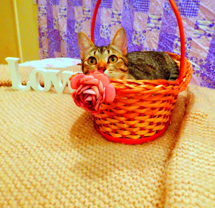 Gato ra a SRD idade 1 ano nome Pandora - castrada,
