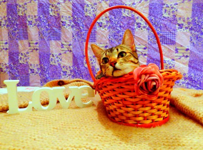 Gato ra a SRD idade 1 ano nome Pandora - castrada,