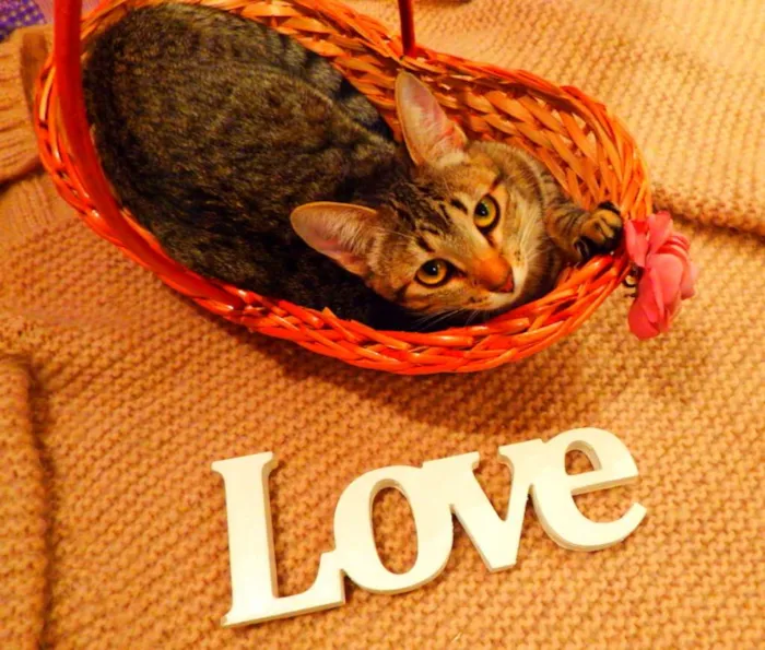Gato ra a SRD idade 1 ano nome Pandora - castrada,