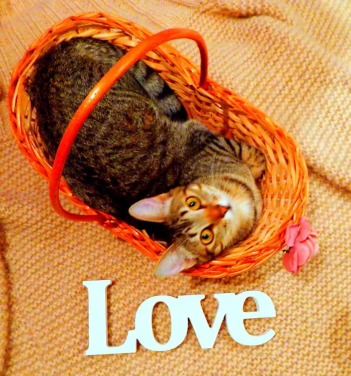 Gato ra a SRD idade 1 ano nome Pandora - castrada,