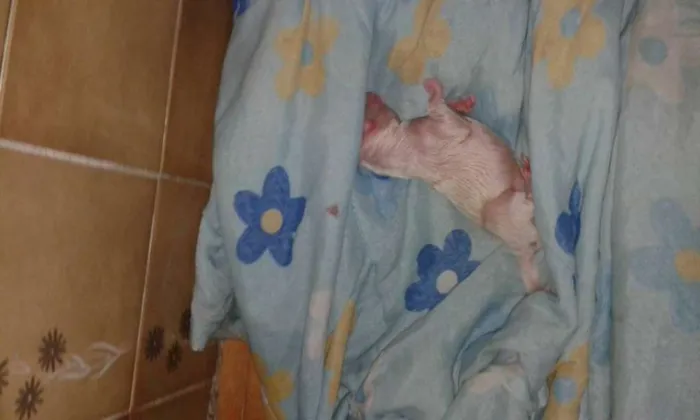 Cachorro ra a Pit-Bull com Labrador idade Abaixo de 2 meses nome Filhotes mestiços
