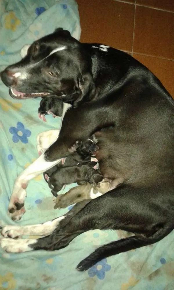 Cachorro ra a Pit-Bull com Labrador idade Abaixo de 2 meses nome Filhotes mestiços