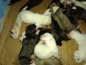 Cachorro raça Pit-Bull com Labrador idade Abaixo de 2 meses nome Filhotes mestiços