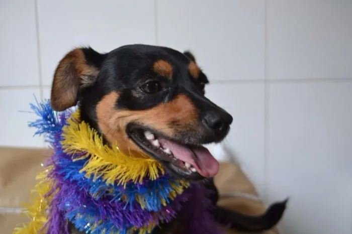 Cachorro ra a Pinscher idade 3 anos nome MANU & RALF - O mai