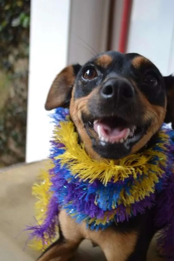 Cachorro ra a Pinscher idade 3 anos nome MANU & RALF - O mai