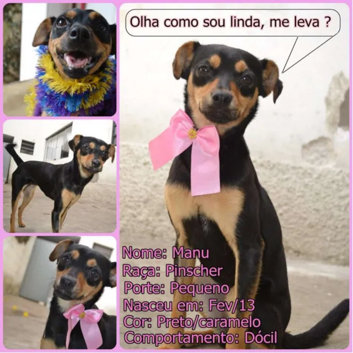 Cachorro ra a Pinscher idade 3 anos nome MANU & RALF - O mai