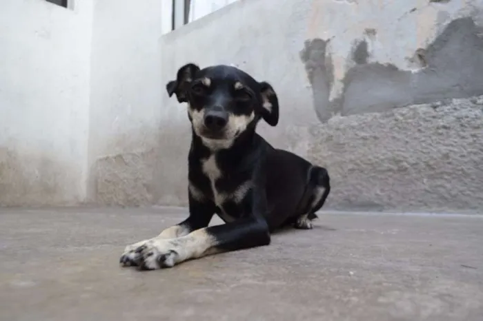 Cachorro ra a Pinscher idade 3 anos nome MANU & RALF - O mai