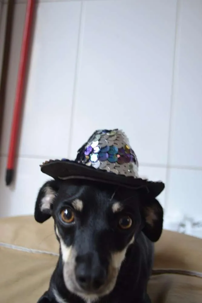 Cachorro ra a Pinscher idade 3 anos nome MANU & RALF - O mai