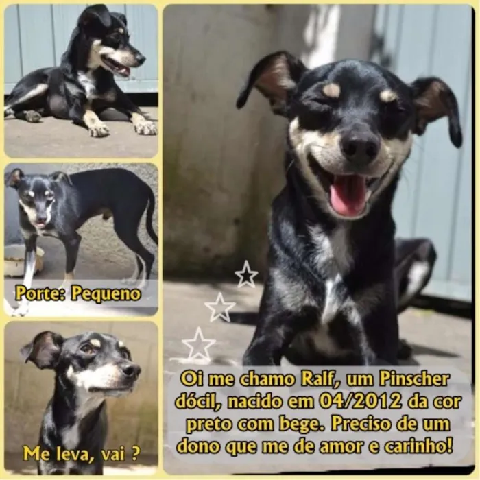 Cachorro ra a Pinscher idade 3 anos nome MANU & RALF - O mai