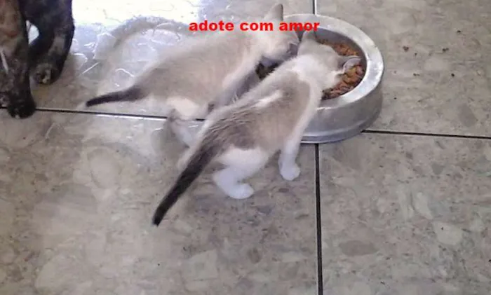 Gato ra a cianes idade  nome nao tem