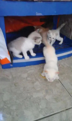 Gato raça cianes idade  nome nao tem
