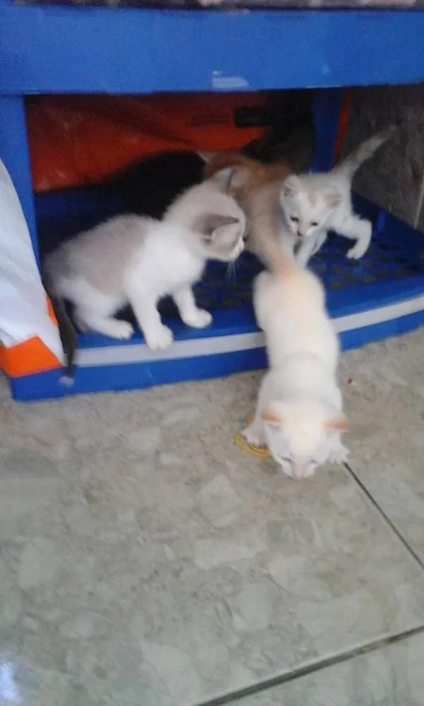 Gato ra a cianes idade  nome nao tem