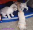 nao tem