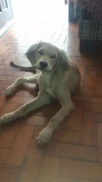 Cachorro ra a golden com vira lata idade 2 a 6 meses nome scott thor