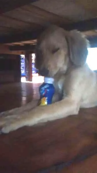 Cachorro ra a golden com vira lata idade 2 a 6 meses nome scott thor
