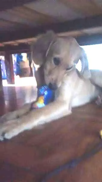 Cachorro ra a golden com vira lata idade 2 a 6 meses nome scott thor