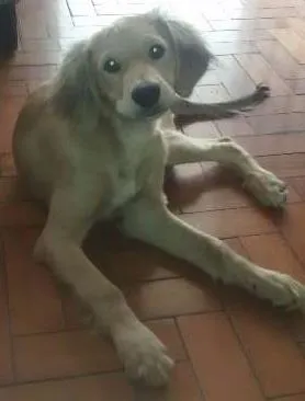 Cachorro ra a golden com vira lata idade 2 a 6 meses nome scott thor