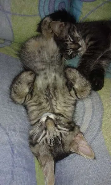 Gato ra a SRD idade 2 a 6 meses nome Dengoso