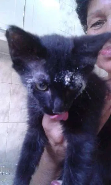 Gato ra a SRD idade 2 a 6 meses nome Dengoso