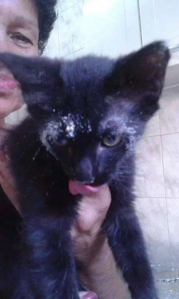 Gato ra a SRD idade 2 a 6 meses nome Tião