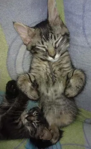 Gato raça SRD idade 2 a 6 meses nome Dengoso
