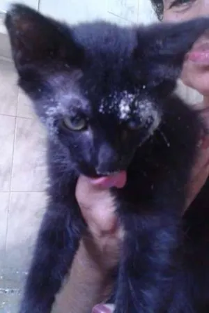 Gato raça SRD idade 2 a 6 meses nome Tião