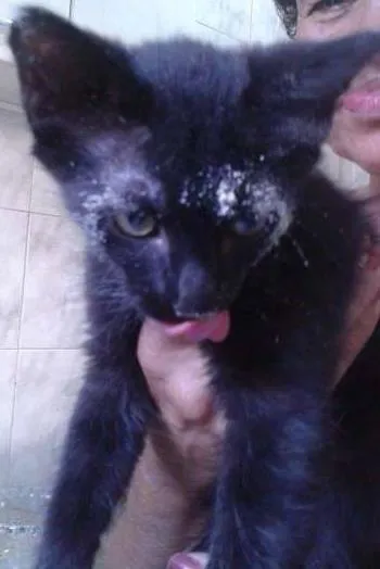 Gato ra a SRD idade 2 a 6 meses nome Tião